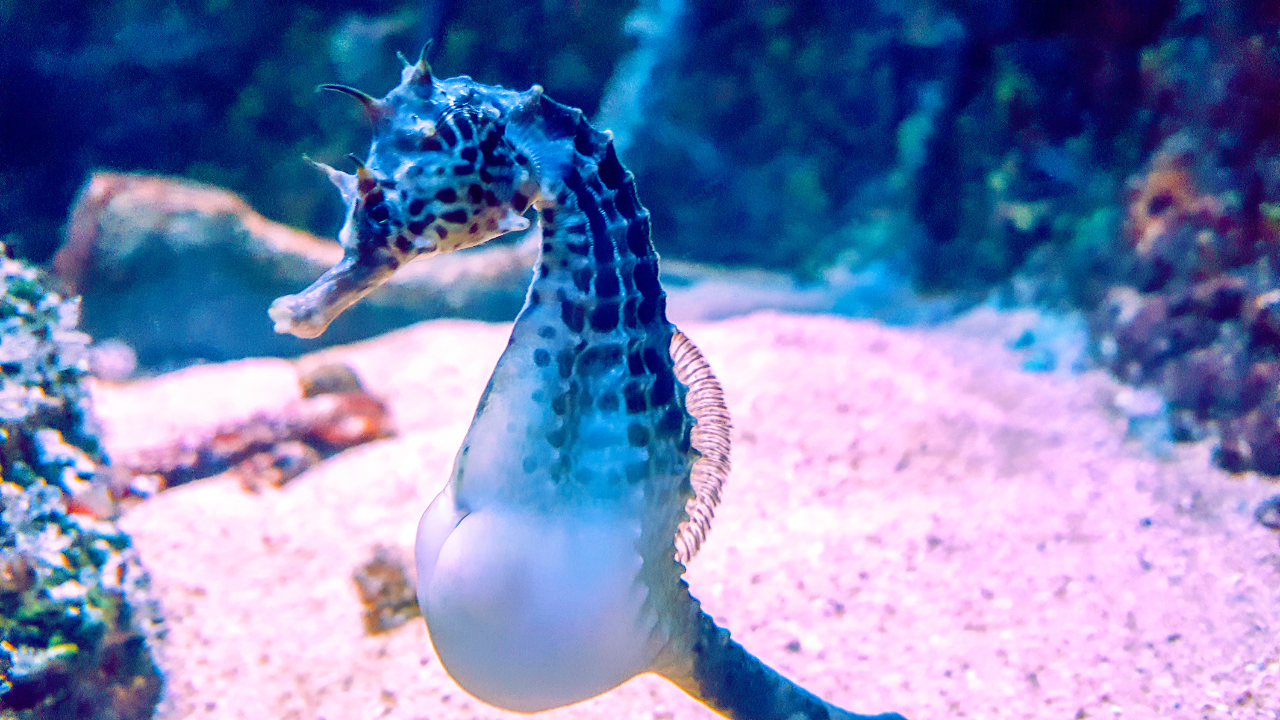 Sea horse