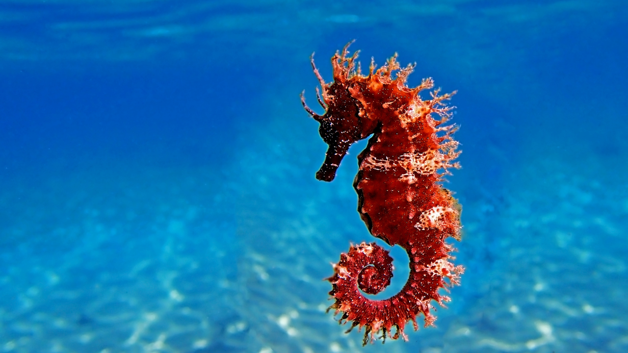 Sea horse
