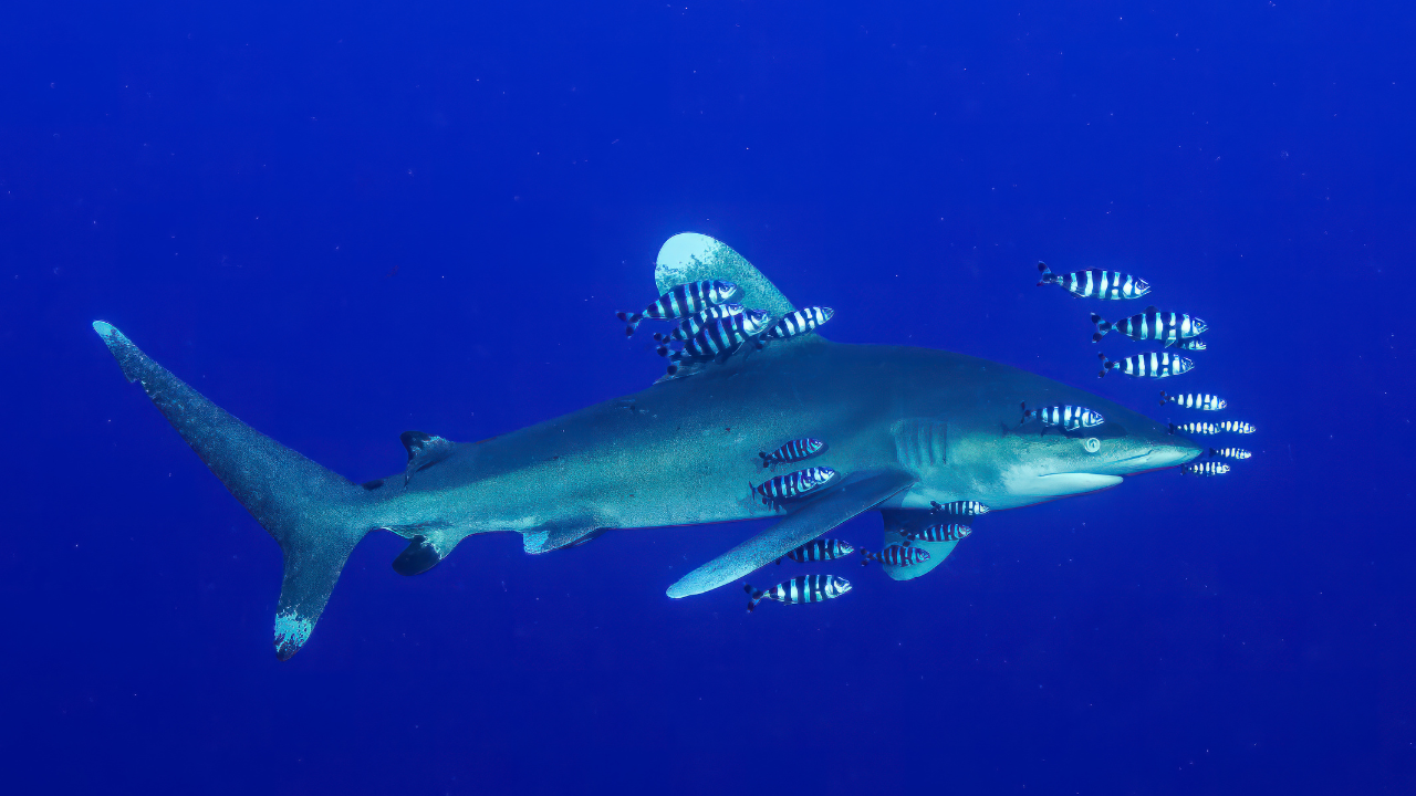 1. Florida's Atlantic coast: The undisputed shark bite capital