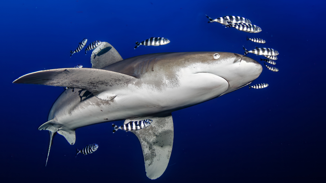 2. New Smyrna Beach, Florida: The world's most famous shark hotspot