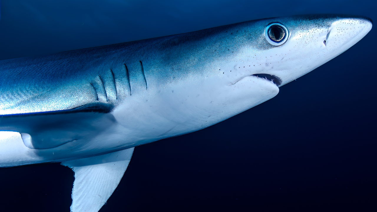 3. Hawaii's coastline: Where tiger sharks dominate