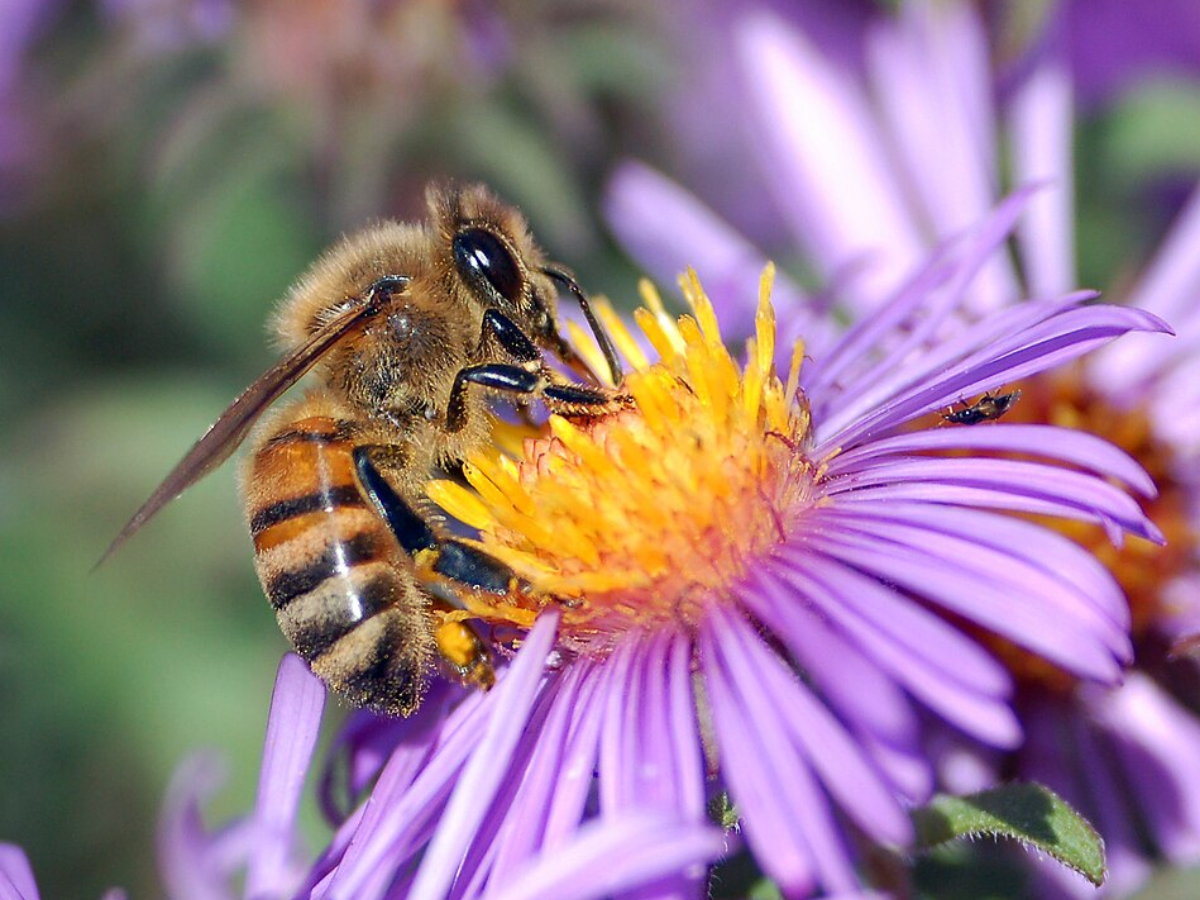 A European honey bee (Apis mellifera)