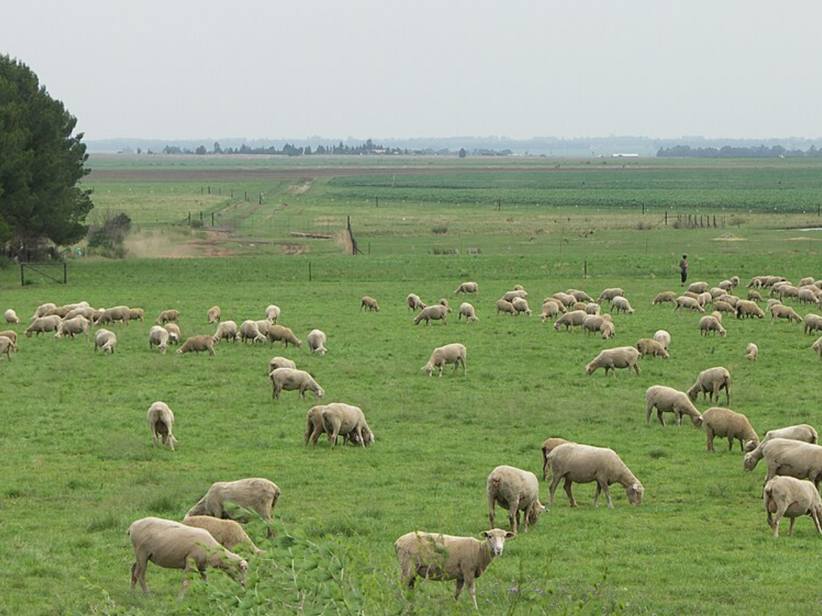 A sheep farm in Gauteng, South Africa