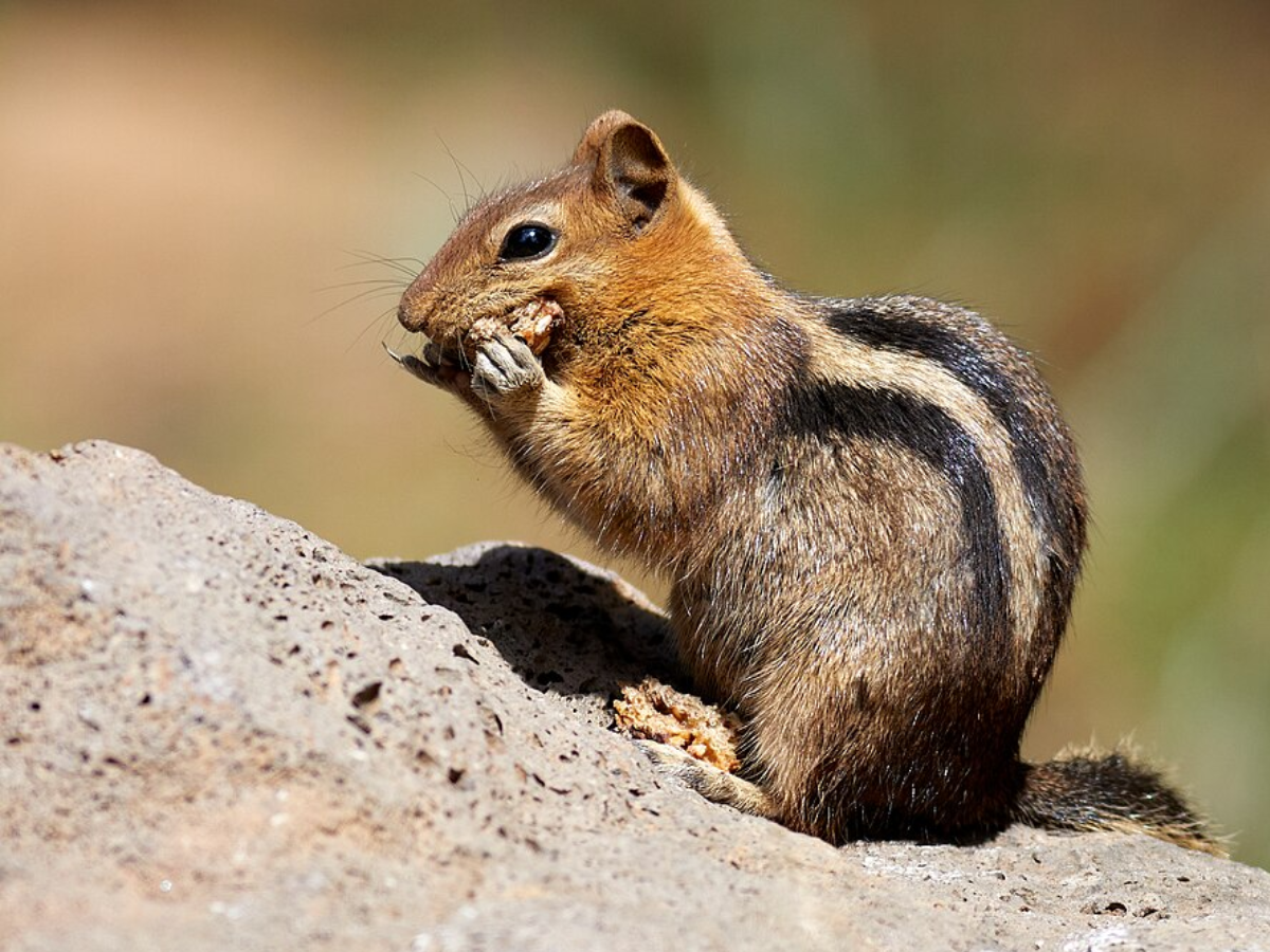 Golden-mantled ground squirrel