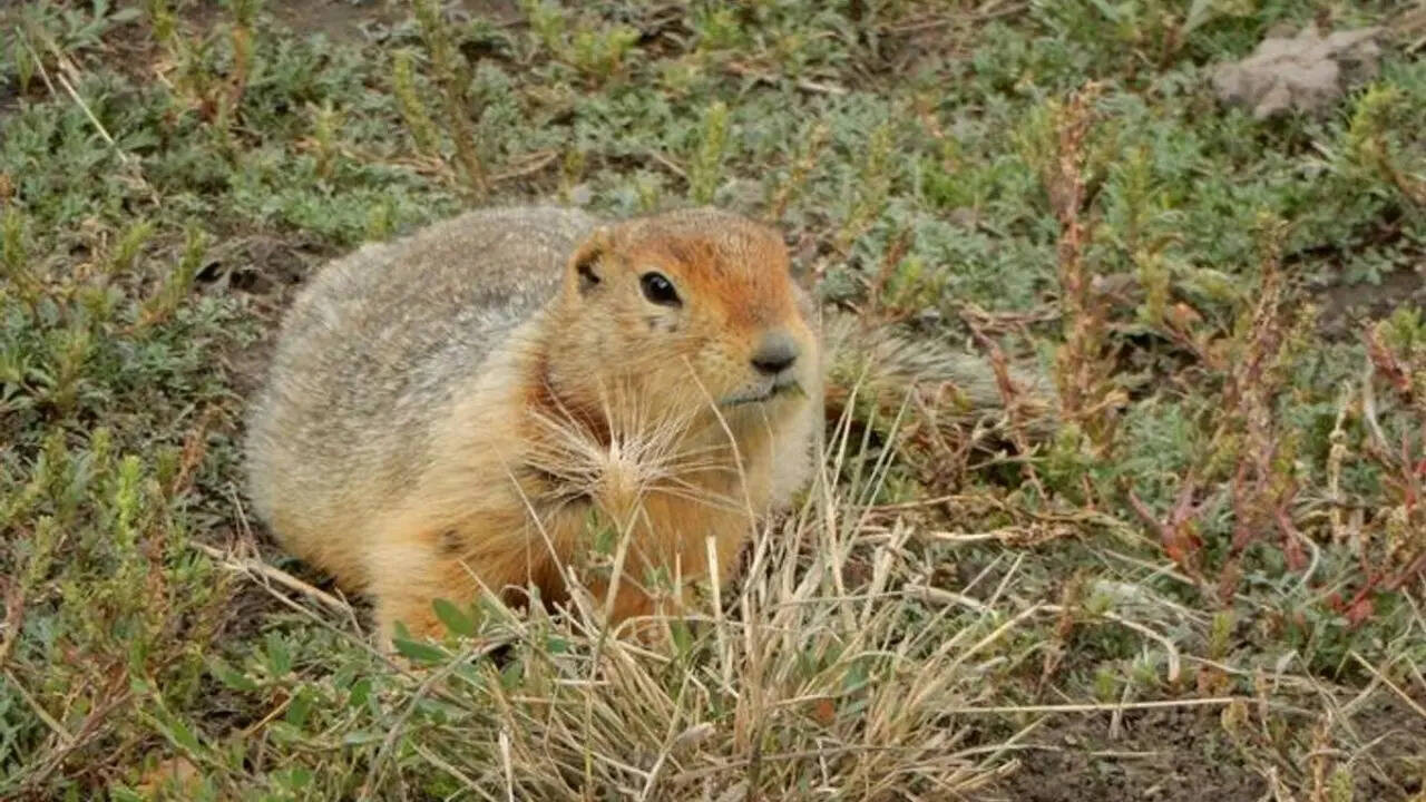 700,000-year-old squirrel poop reveals a lost Arctic world of mammoths, horses, and giant predators