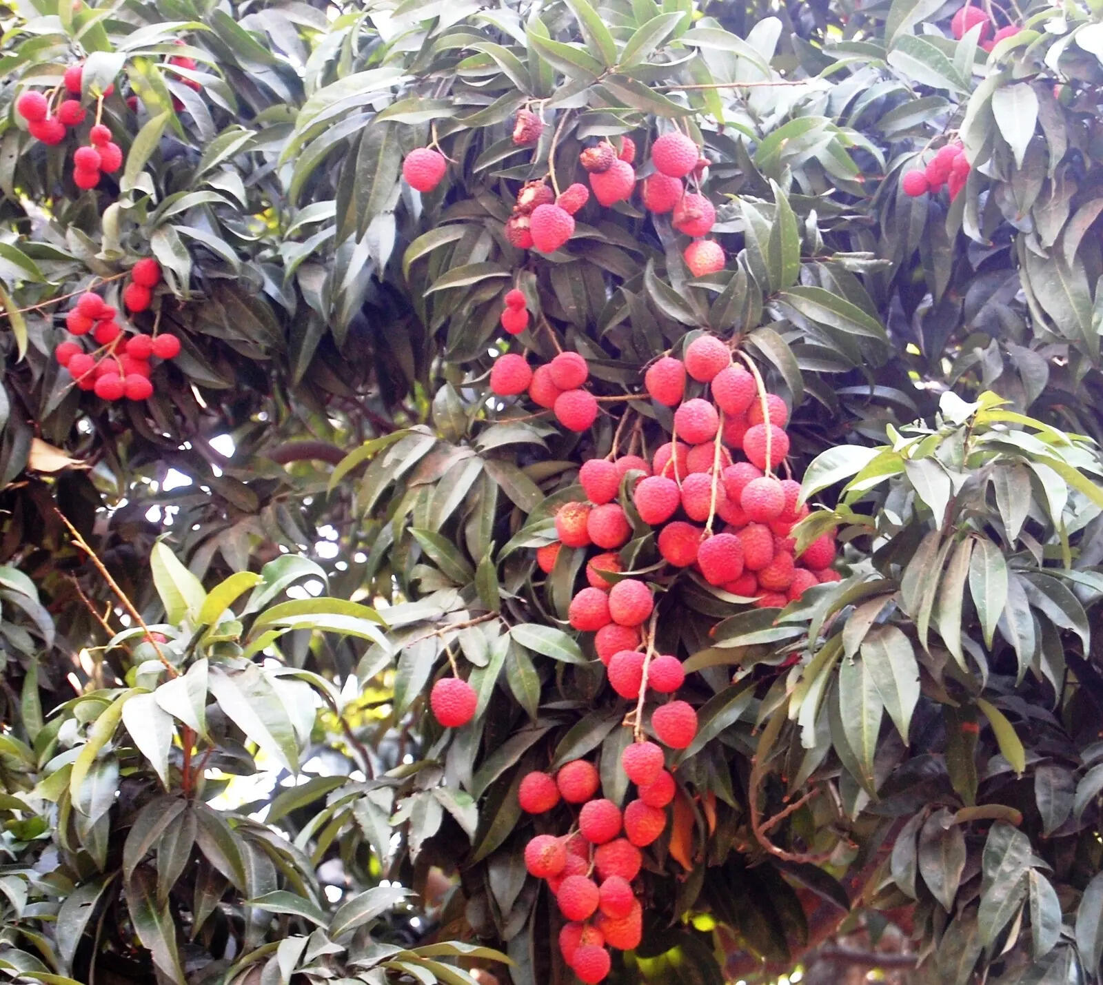 88e3577b-3089-4cf3-ae91-9bcb29a1a537_10.06.2026_BGP_PHOTO-1-Unique_Sabour_Bedana_Varaiety_Of_Lychee_With_High_Pulp_And_Minute_Seed_Developed_By_BAU_At_Bhagalpur.JPG