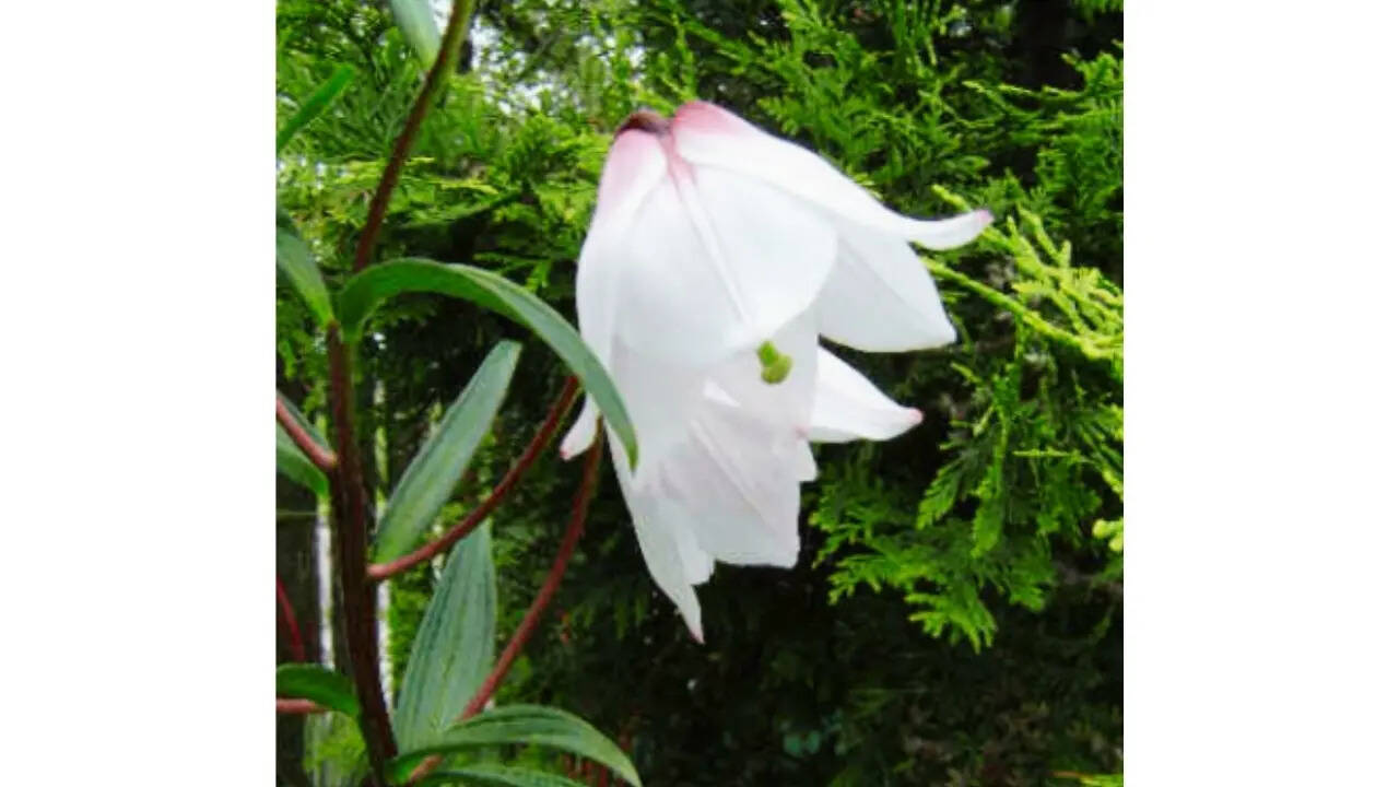 Shirui Lily