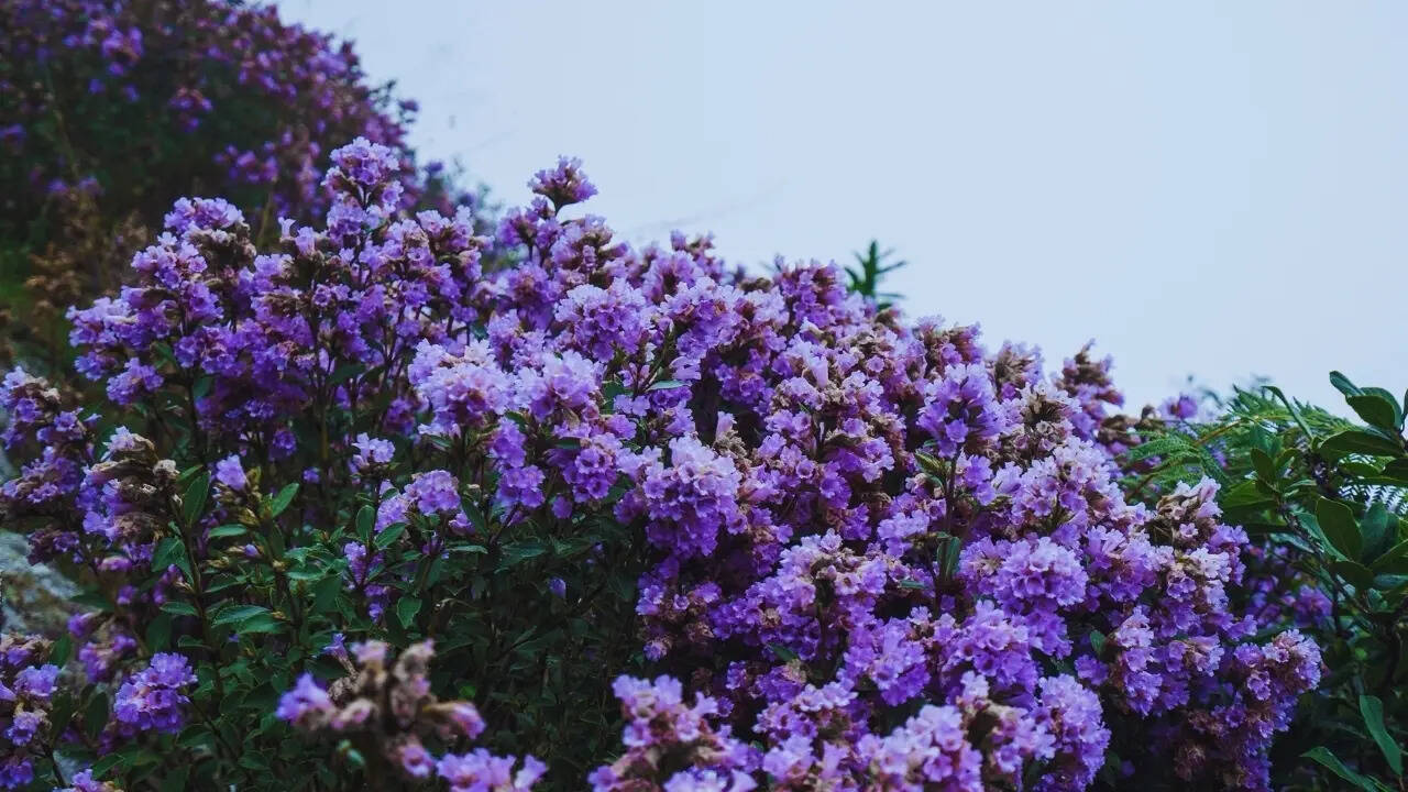 Neelakurinji