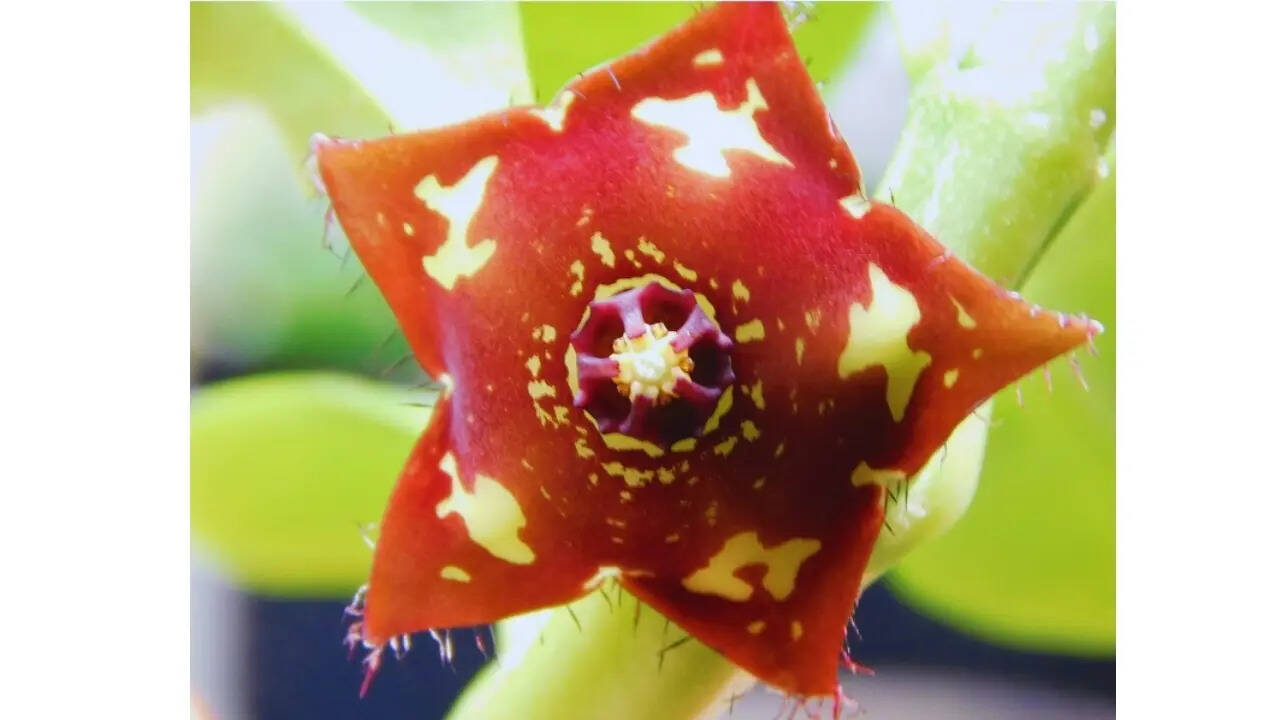Frerea indica