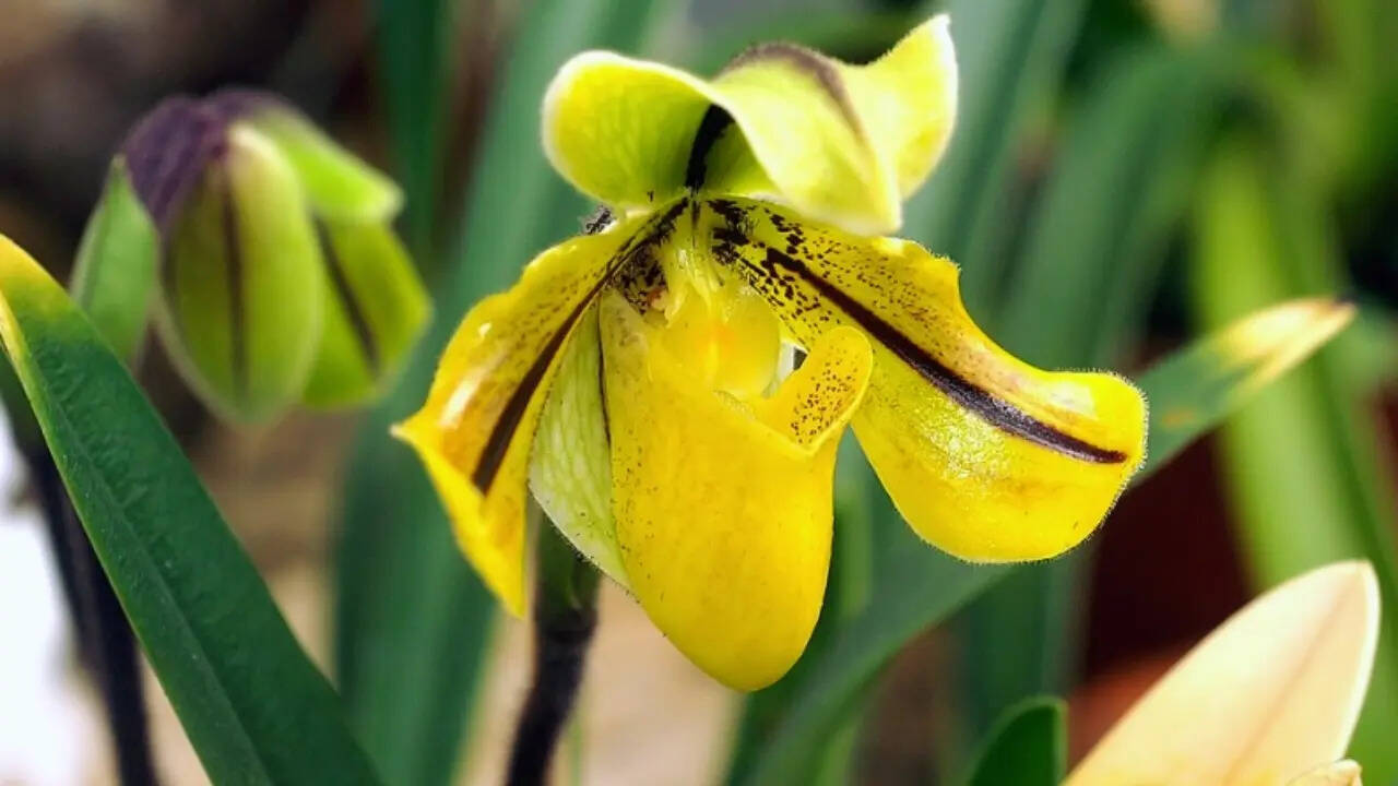 Paphiopedilum druryi