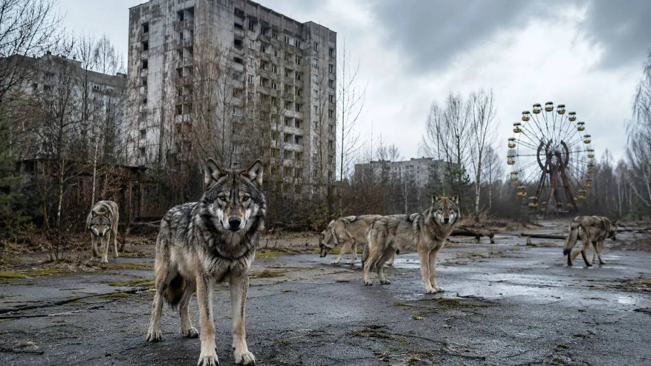 In 1986 Chernobyl was evacuated and today wolves have returned to dominate the radiation exclusion zone in an unexpected wildlife recovery