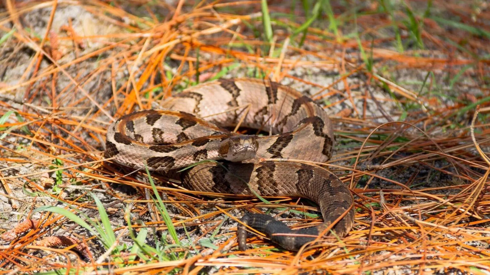 Not just a warning sound: 5 truths about rattlesnakes that flip the fear