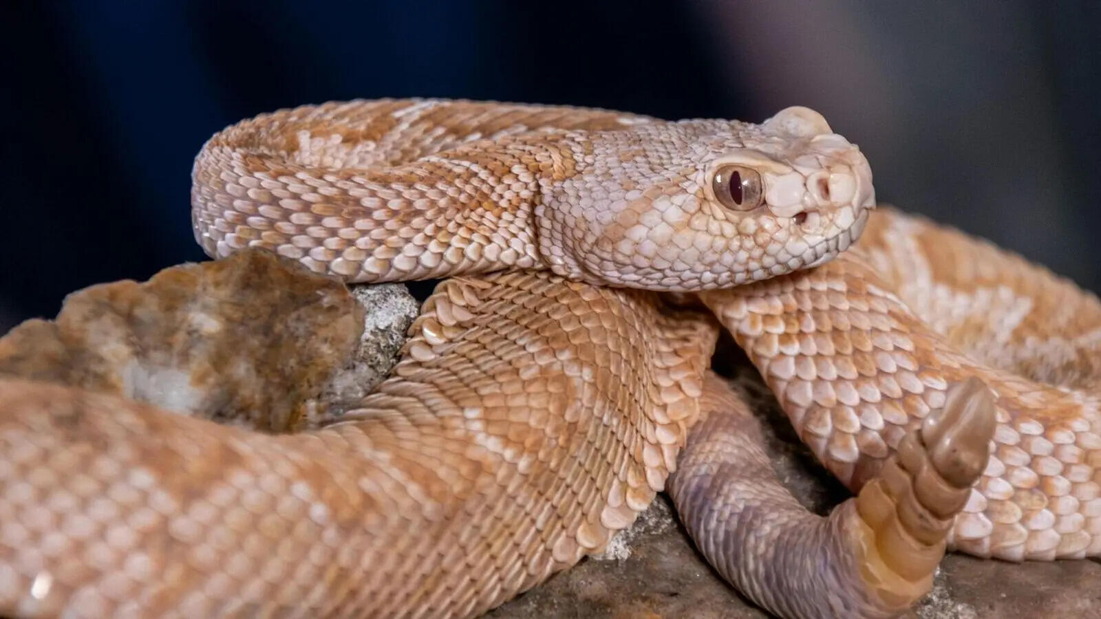 Not just a warning sound: 5 truths about rattlesnakes that flip the fear