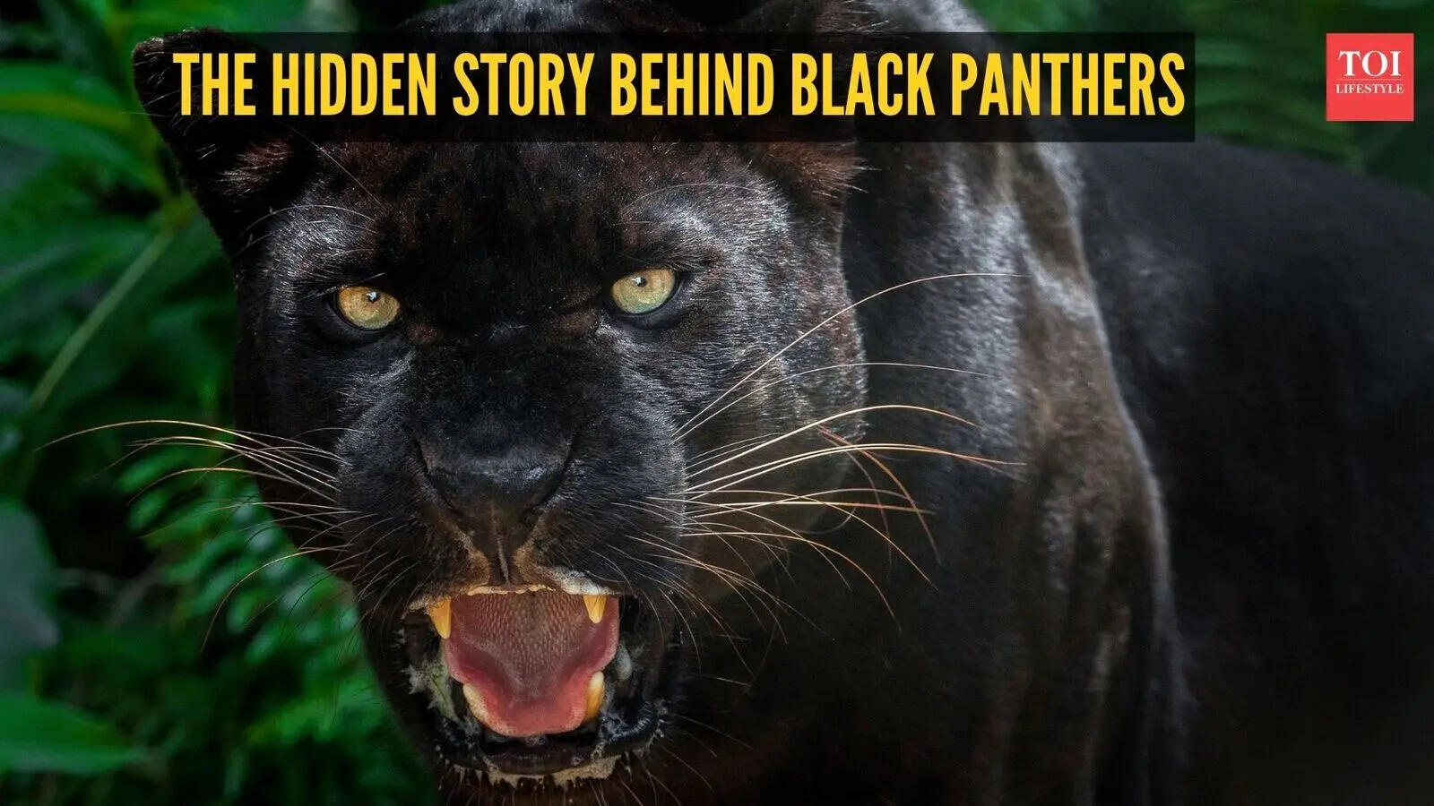 The hidden story behind black panthers: 5 facts that may surprise you