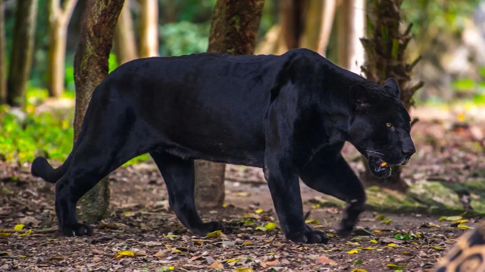 The hidden story behind black panthers: 5 facts that may surprise you