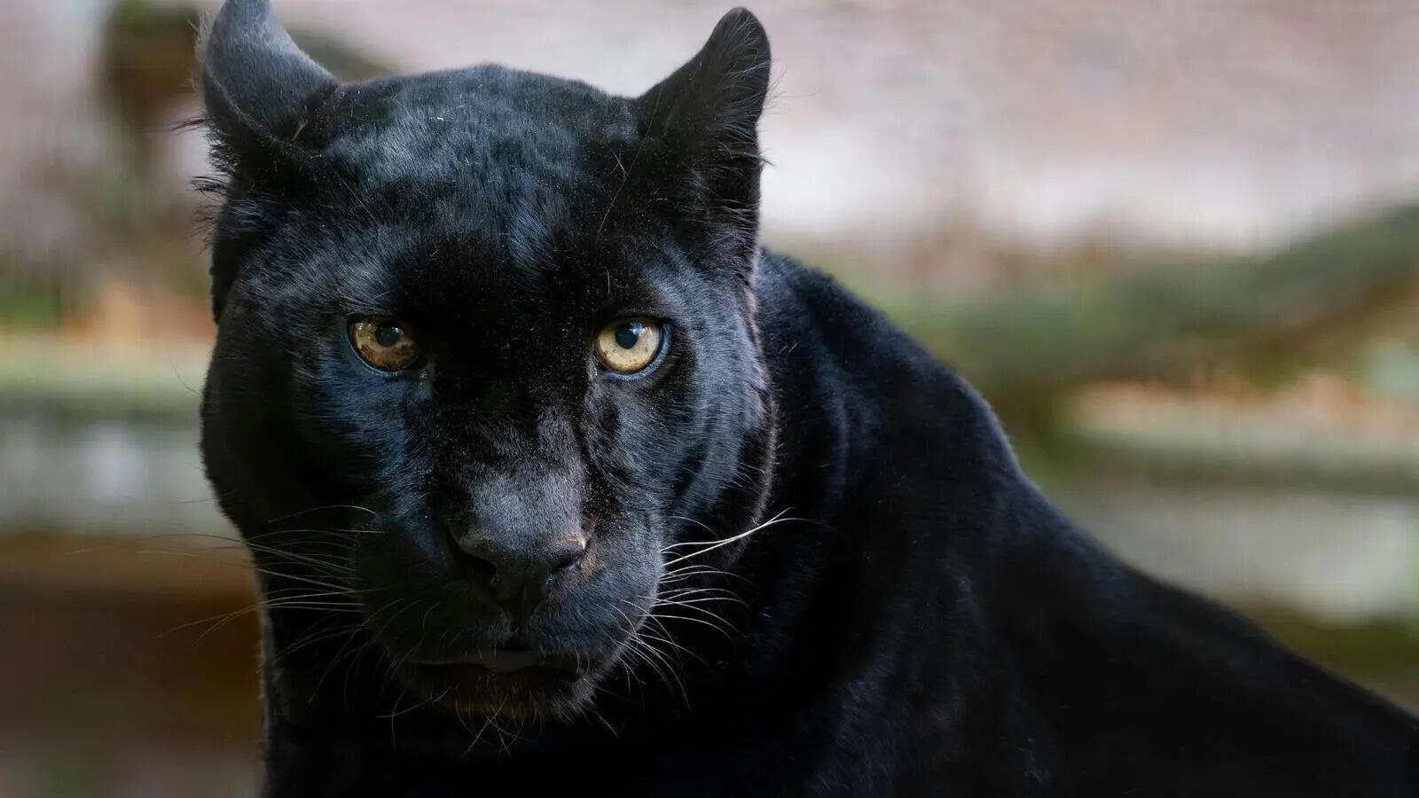 The hidden story behind black panthers: 5 facts that may surprise you