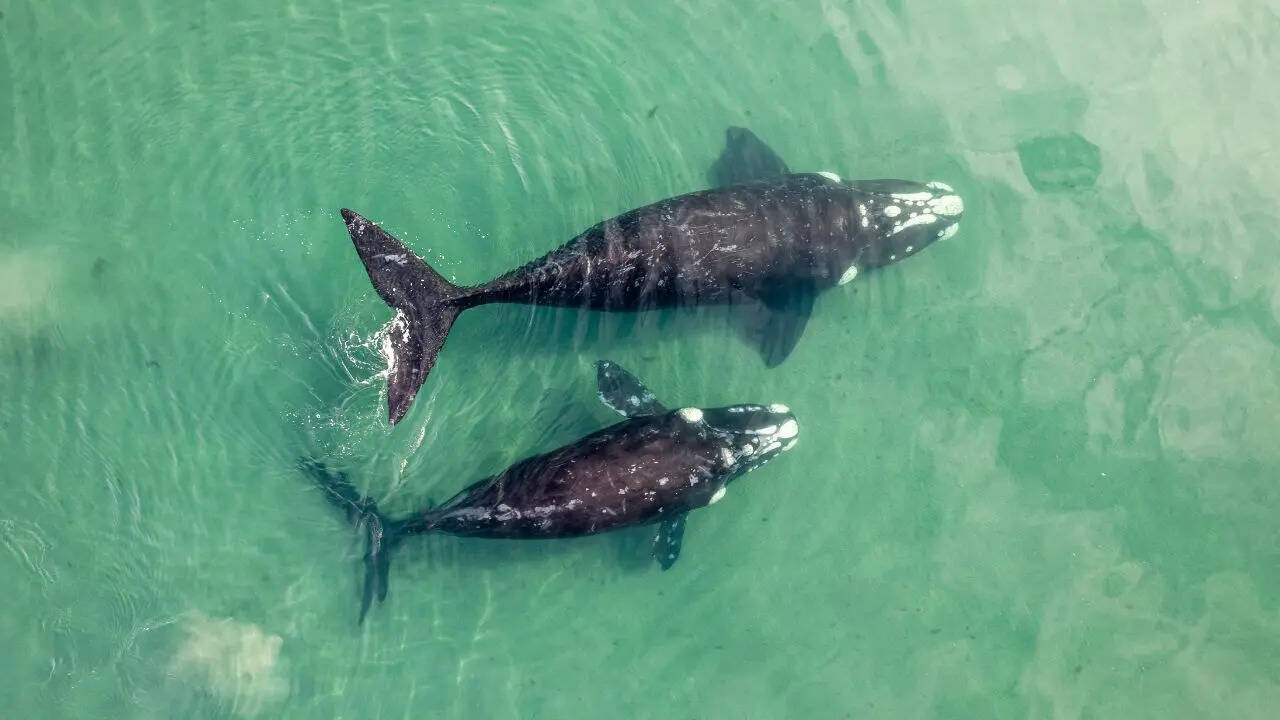 The Deepest Secrets Belong to the Sharks