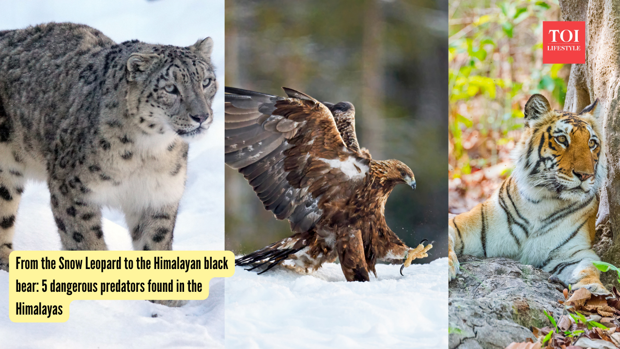 From the Snow Leopard to the Himalayan black bear: 5 dangerous predators found in the Himalayas