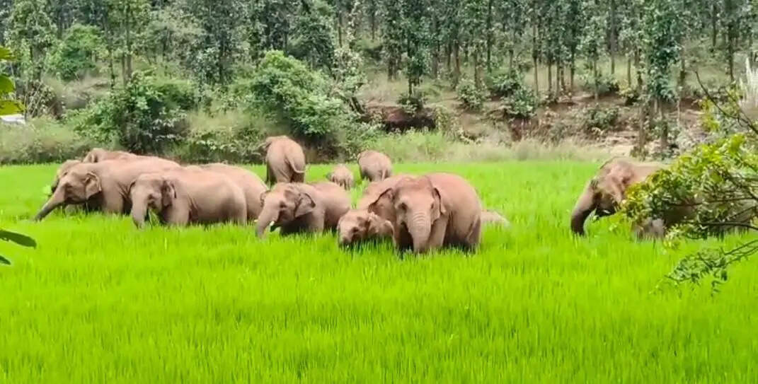 858dc924-b829-4d22-a883-2f7697aa0c72_A_herd_of_elephant_in_Tatijharia_recently.Vishvendu_Jaipuriar.jpg
