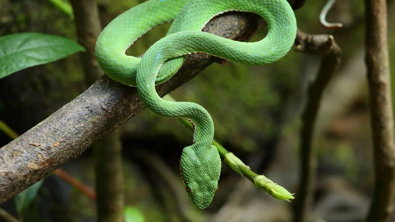 h5 snakes