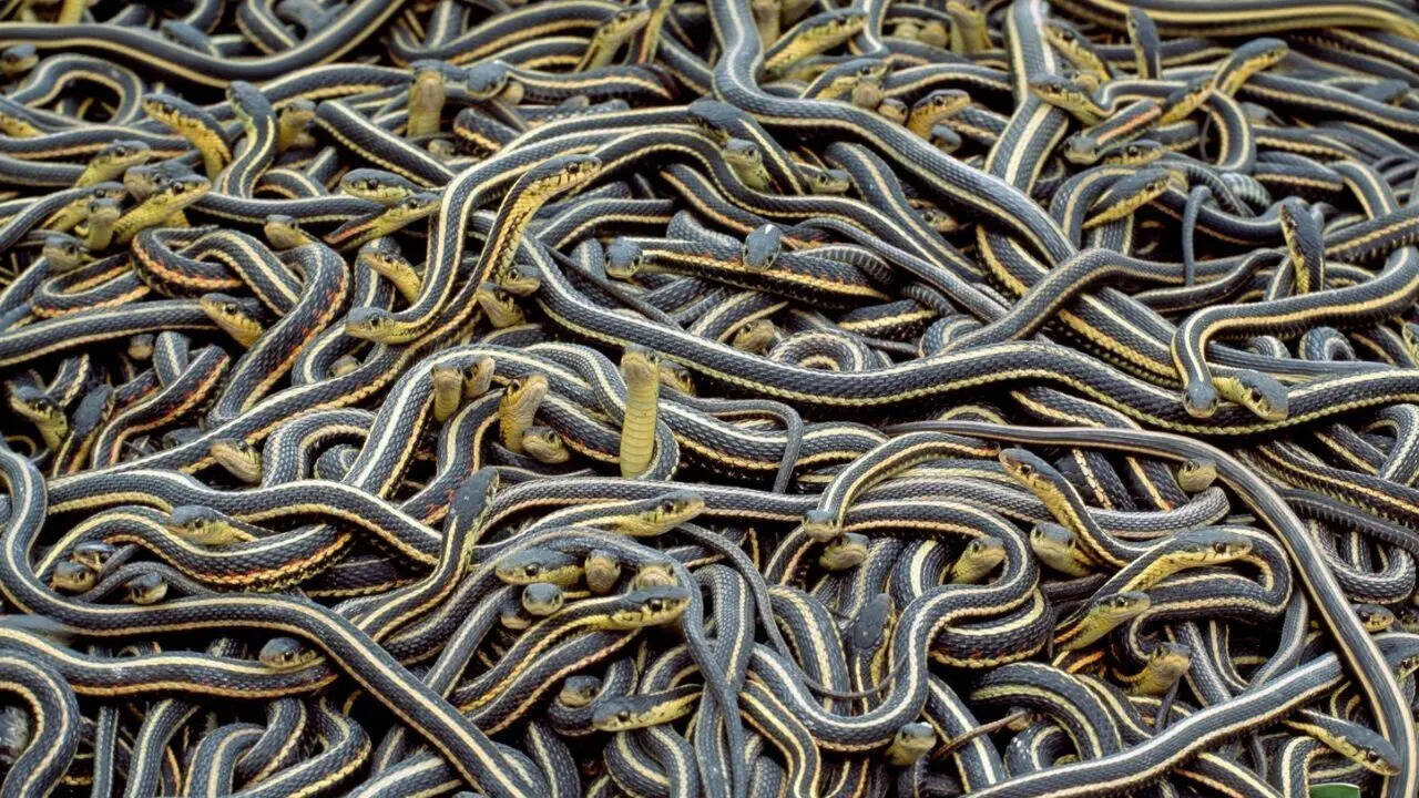 27 snake babies found in a water tank: What attracts snakes to homes and how to stay safe