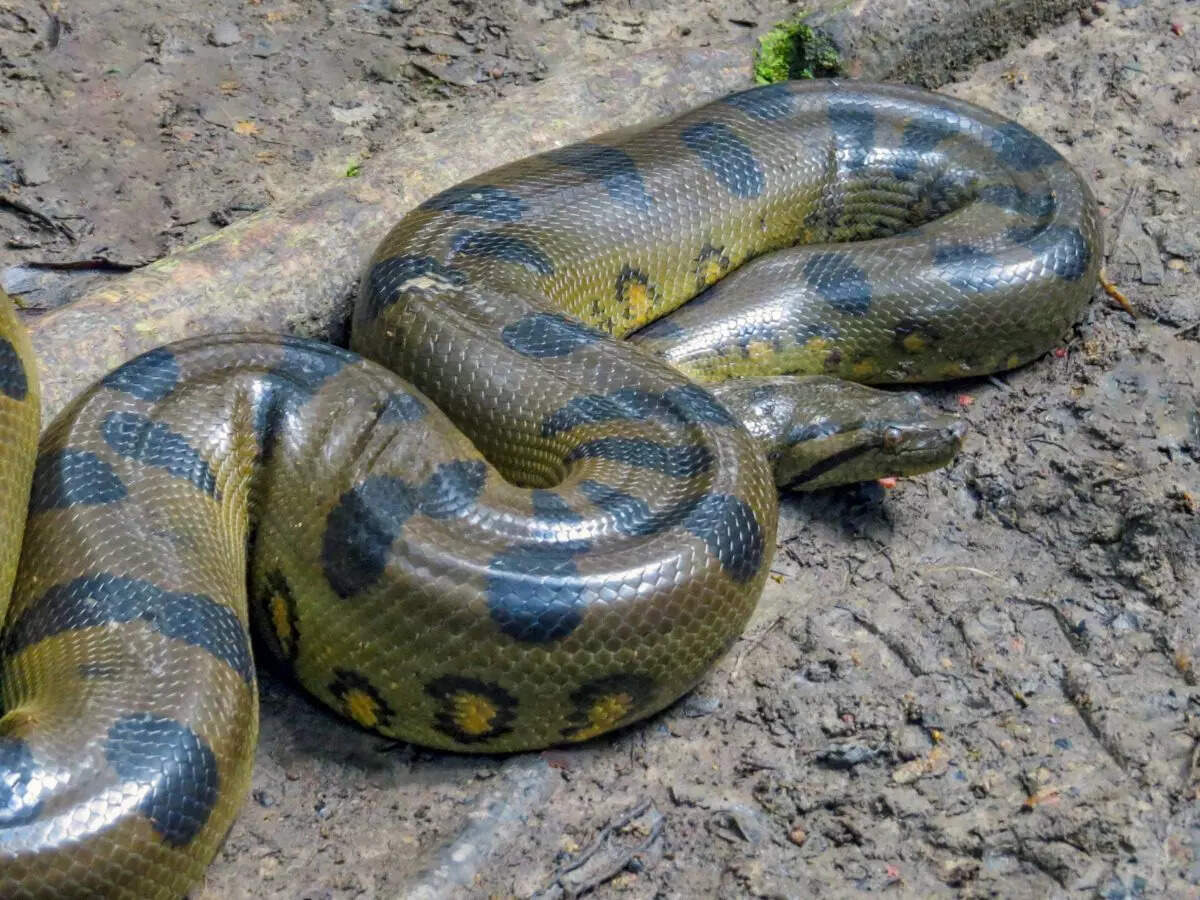 Canva Are the largest snakes in the world venomous?