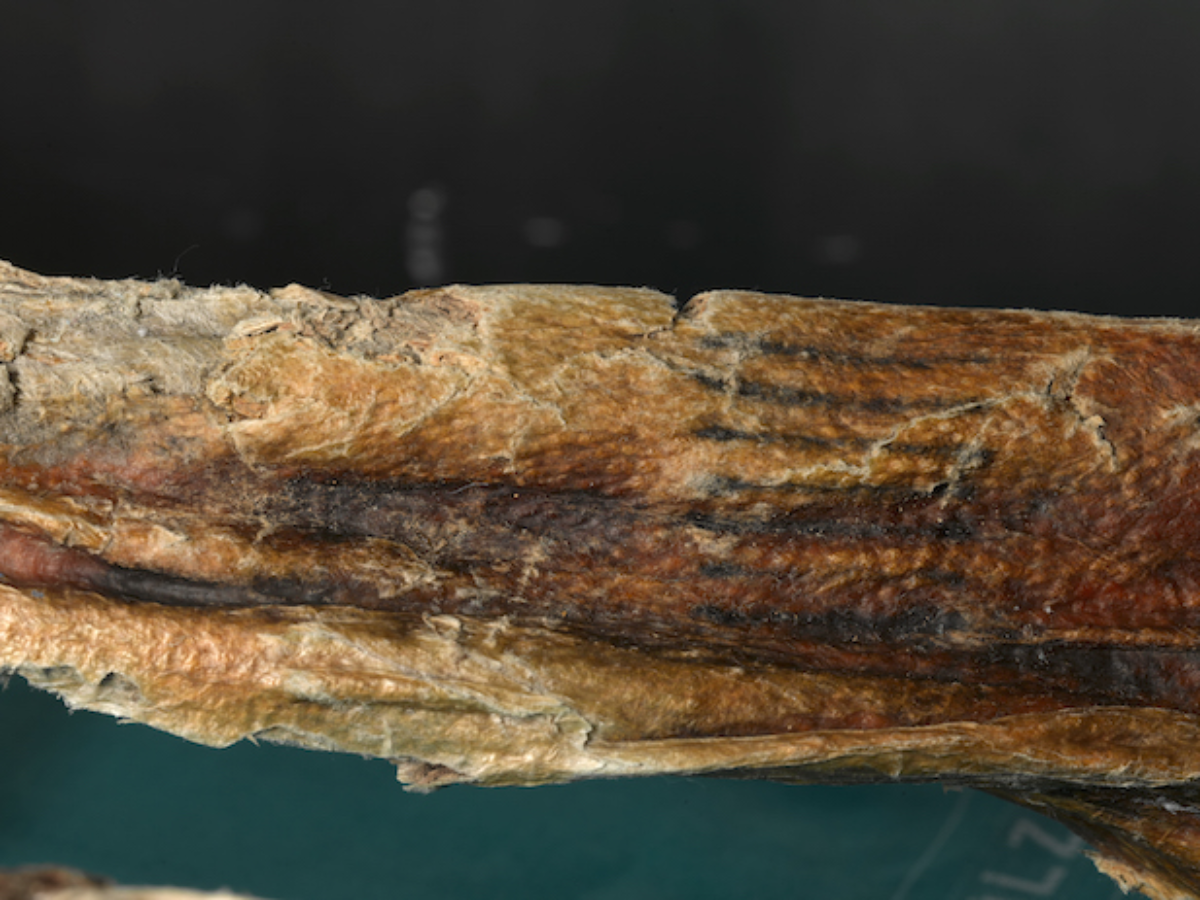 Tattoos on the body of Ötzi