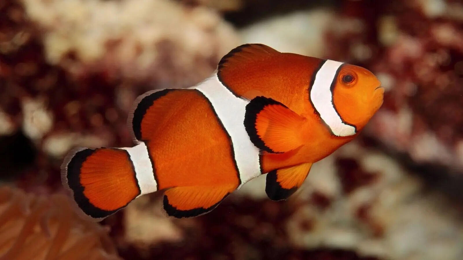Can fish recognize human faces? 5 surprising facts backed by science