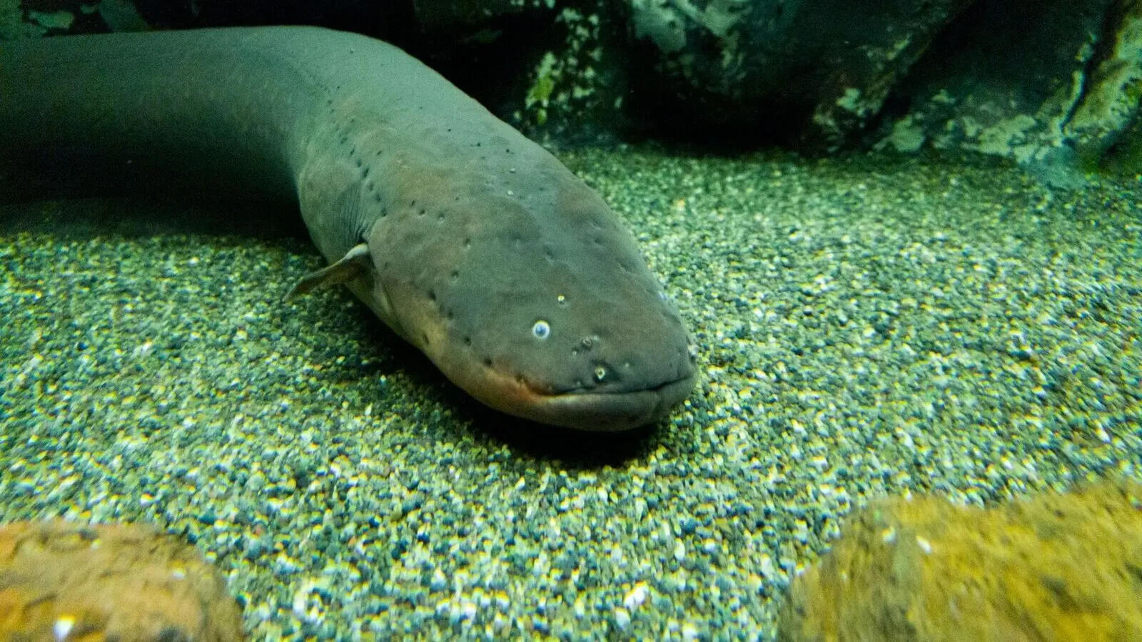 Can fish recognize human faces? 5 surprising facts backed by science