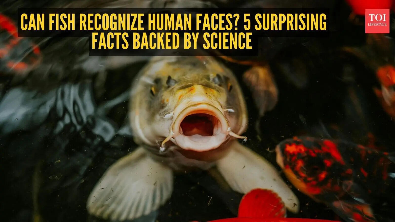 Can fish recognize human faces? 5 surprising facts backed by science