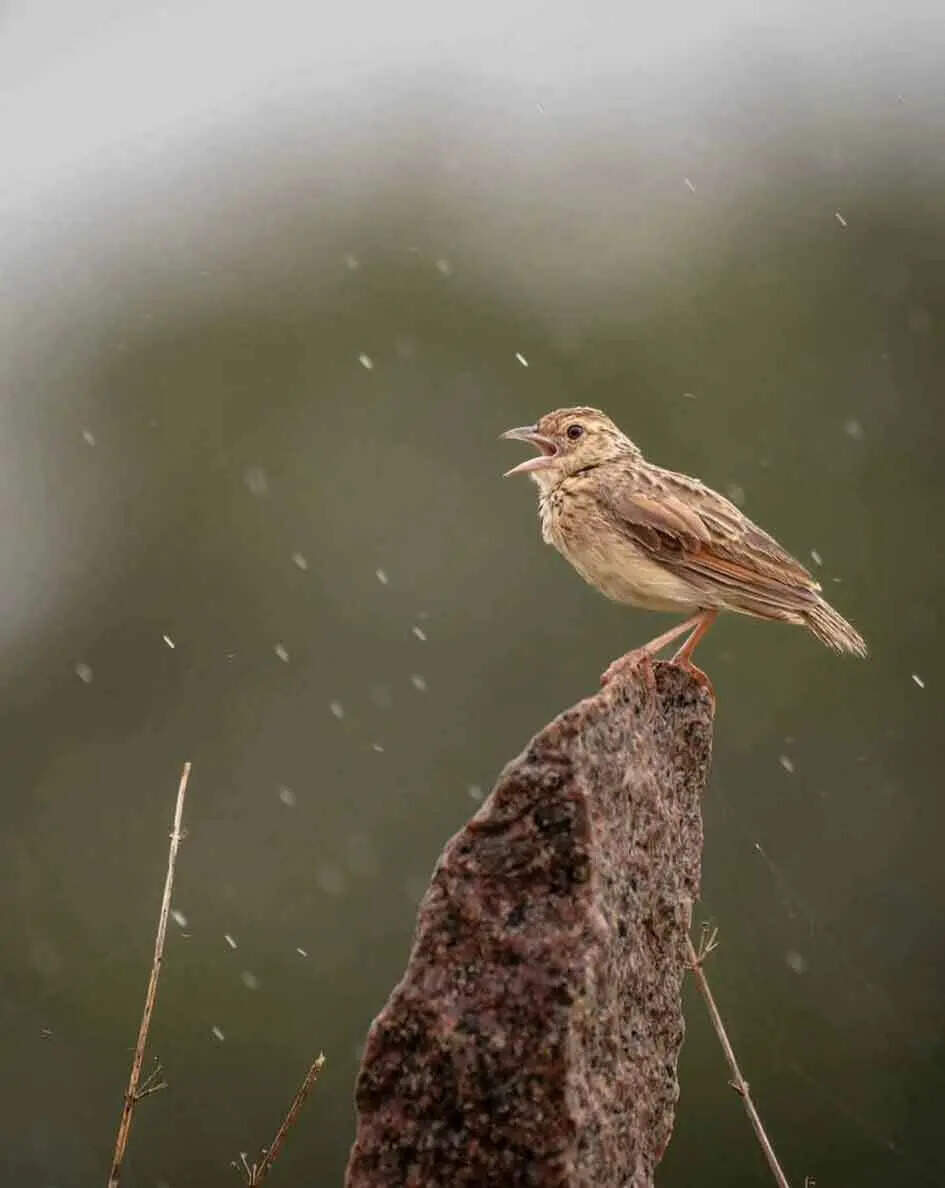 Photographs by Supratim Dam
