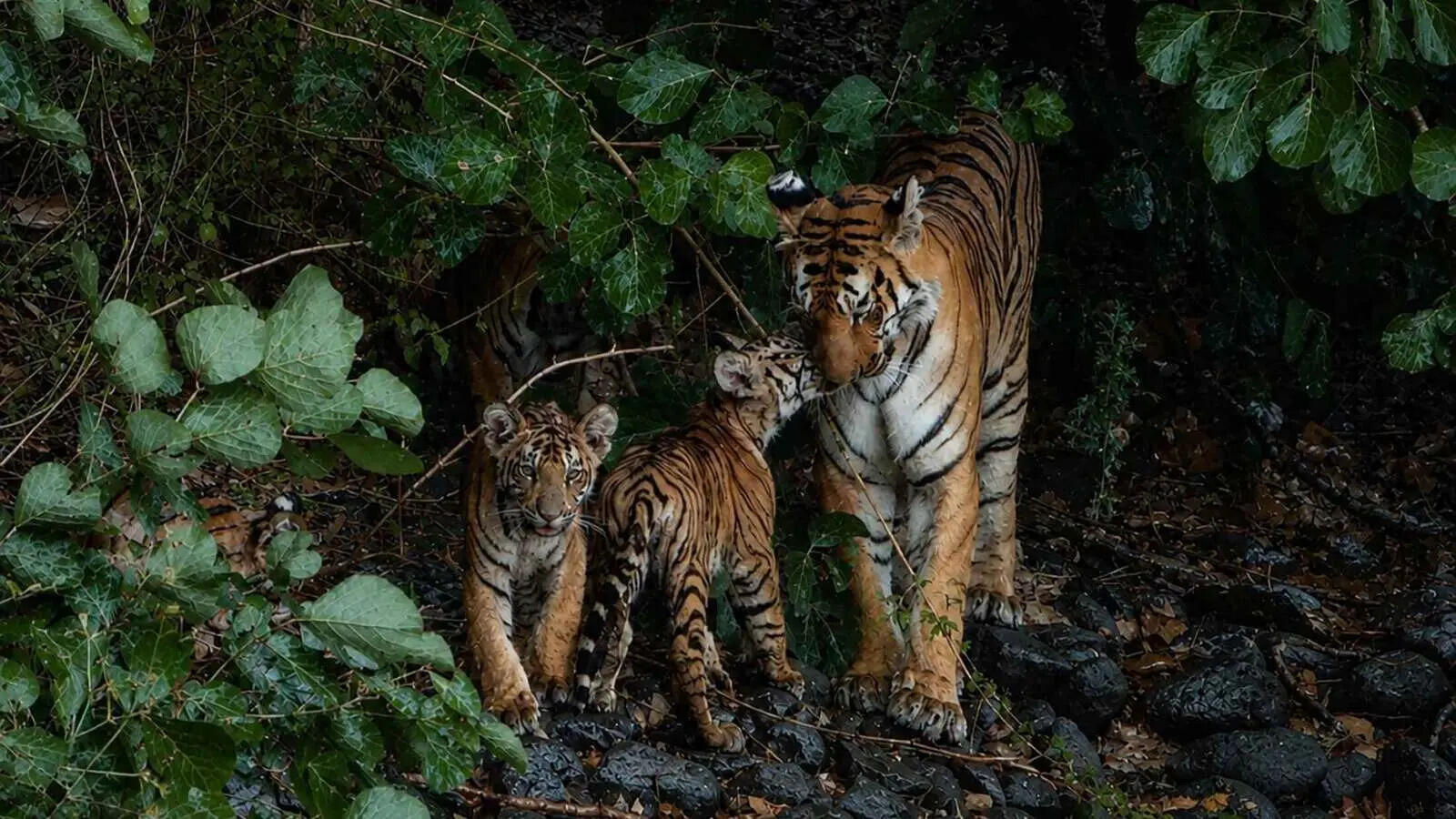 Photograph by Sanjana Pulugurtha