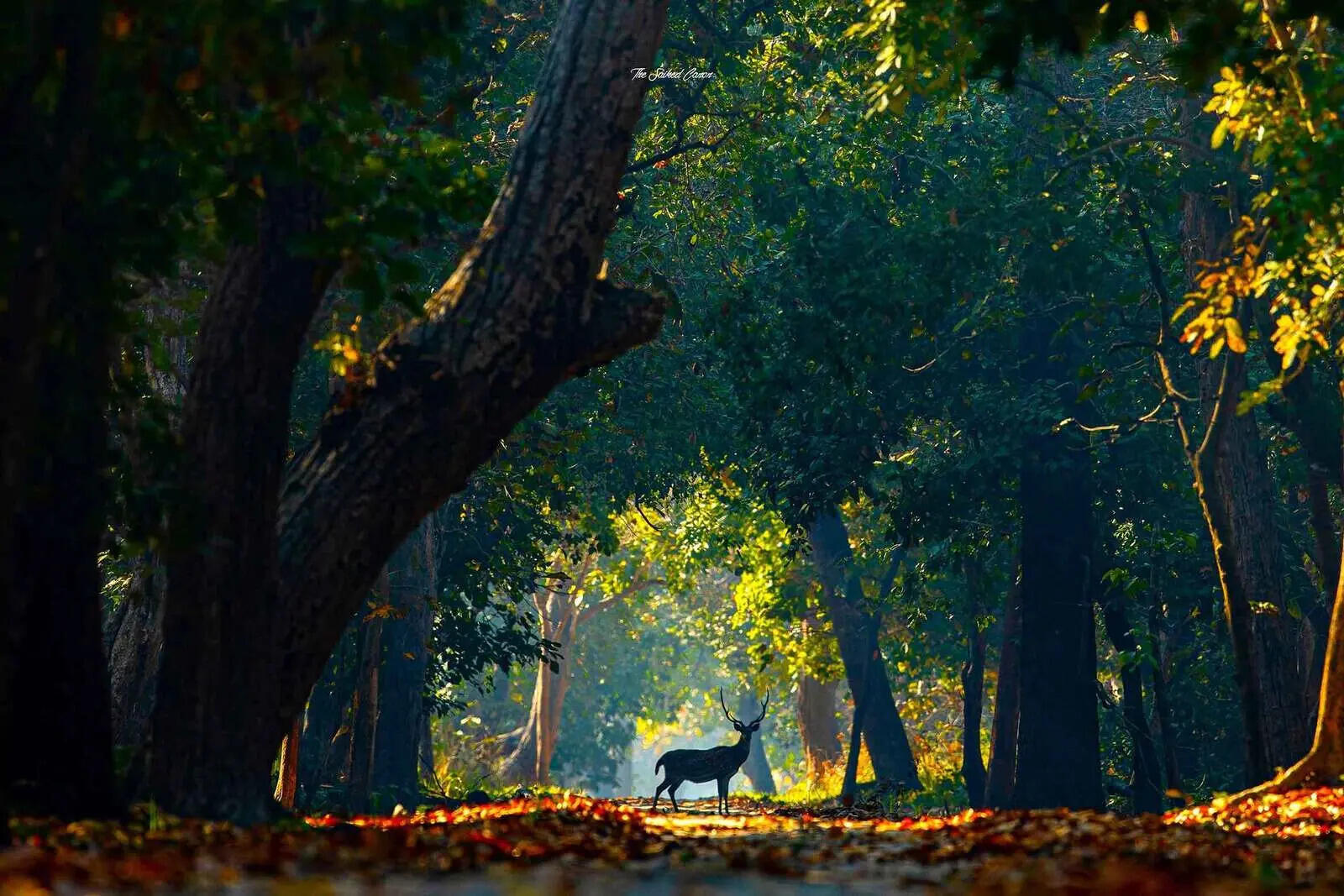 Photograph by Sai Kiran Bhagavatula