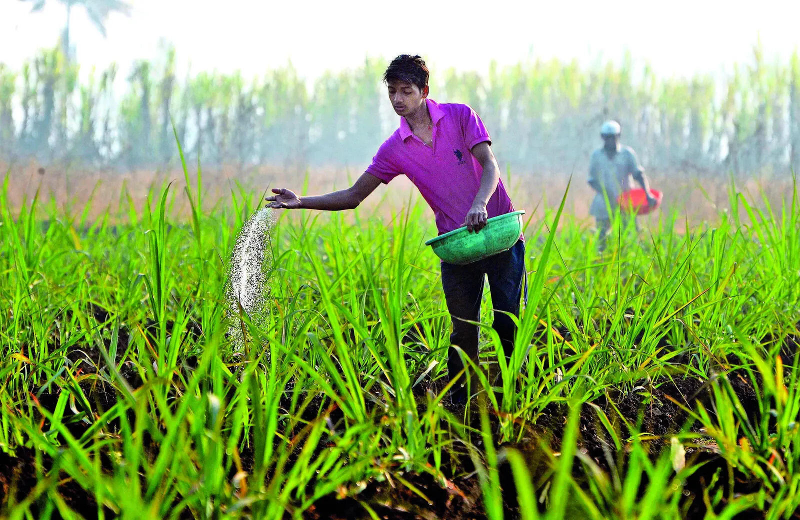 Farmer spreads Urea fertilize.jpg