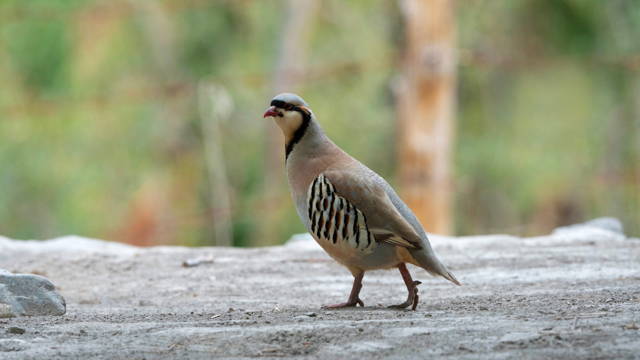 Hemis national park