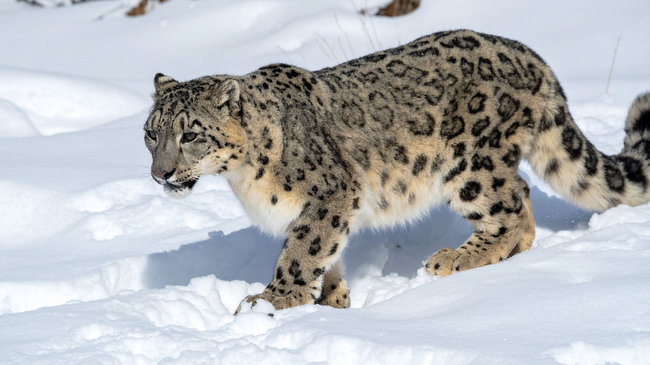 snow leopard
