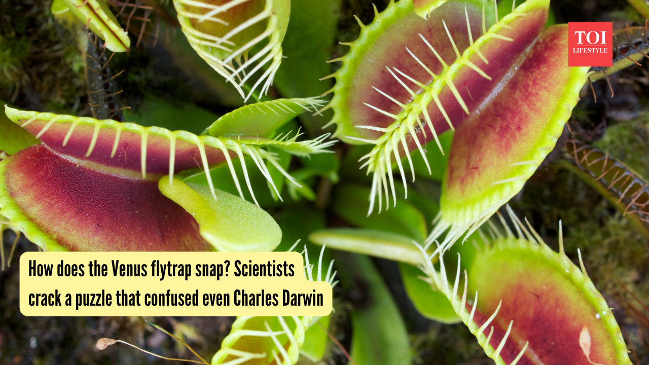 How does the Venus flytrap snap Scientists crack a puzzle that confused even Charles Darwin