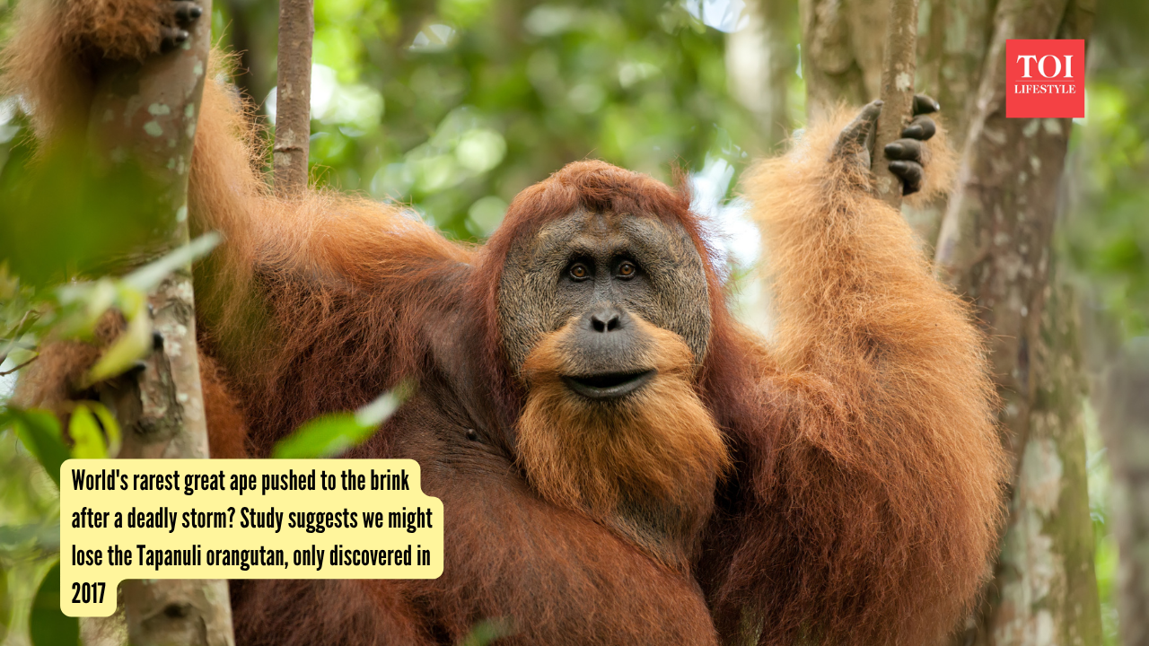 World's rarest great ape pushed to the brink after a deadly storm Study suggests we might lose the Tapanuli orangutan, only discovered in 2017