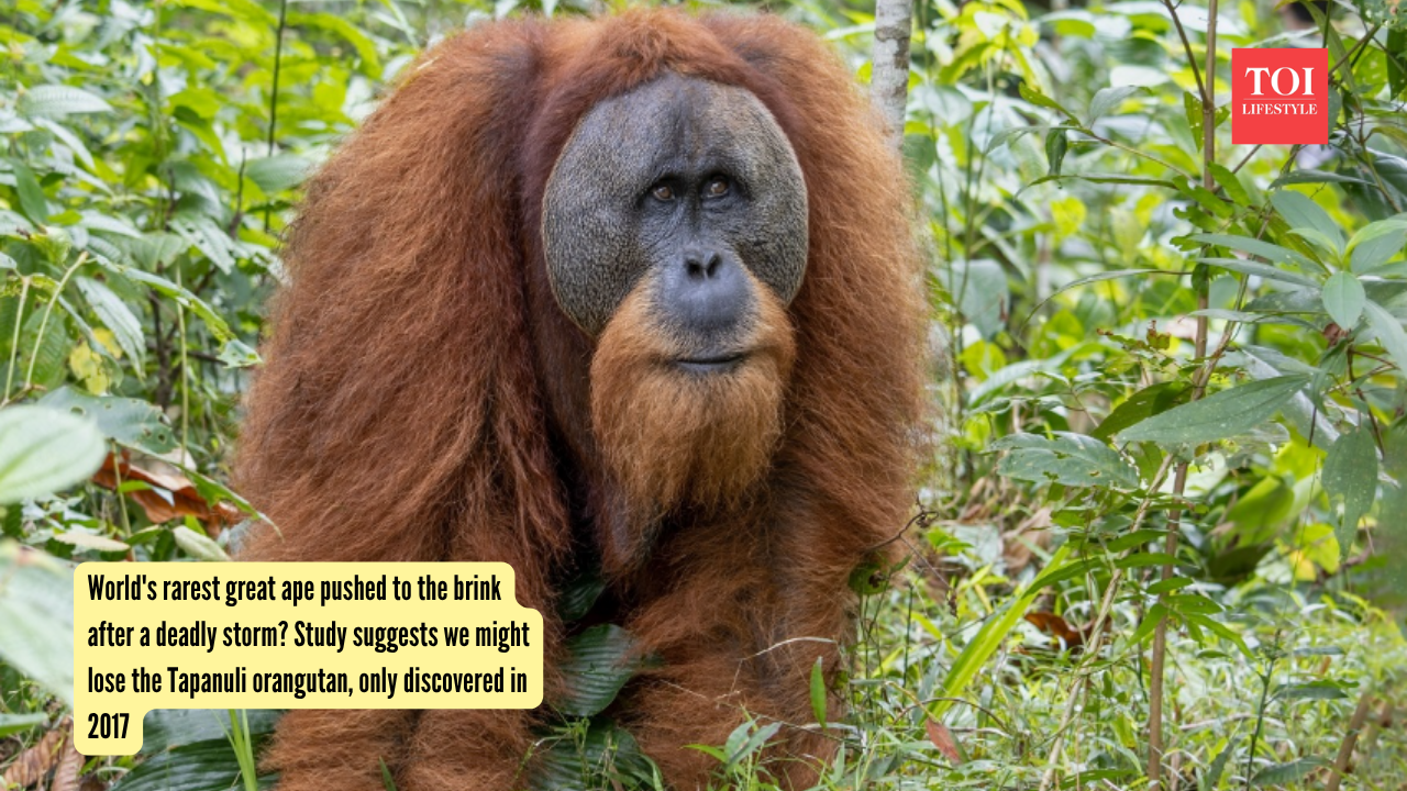 World's rarest great ape pushed to the brink after a deadly storm Study suggests we might lose the Tapanuli orangutan, only discovered in 2017 (1)