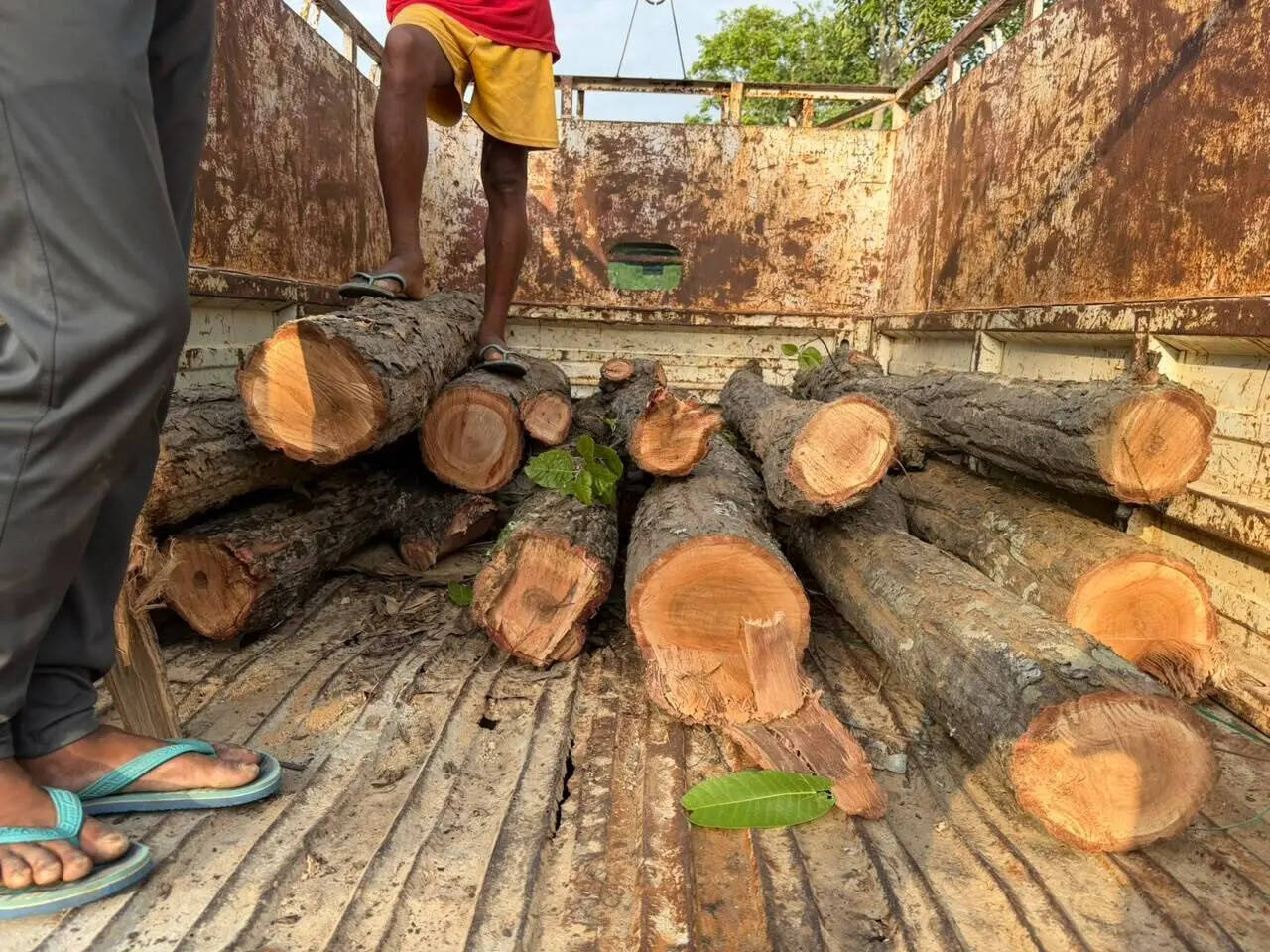 b72a9d58-b2ac-4fcd-9cc0-04e832b17a92_IMG-confiscated_timber.jpg
