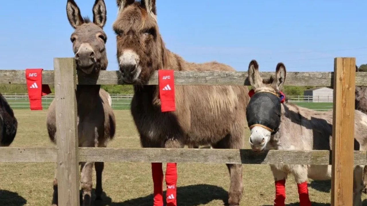 Arsenal's Old Socks Repurposed for Rescued Donkeys in Britain