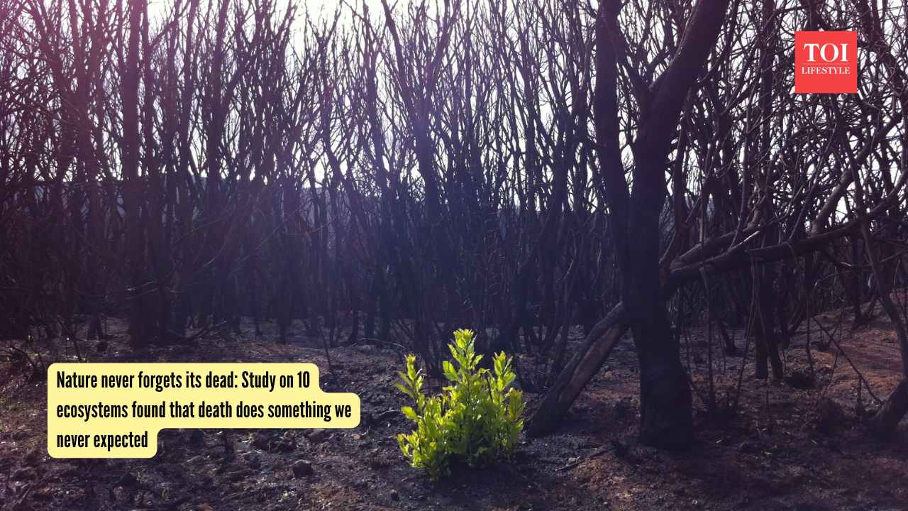 Nature never forgets its dead Study on 10 ecosystems found that death does something we never expected