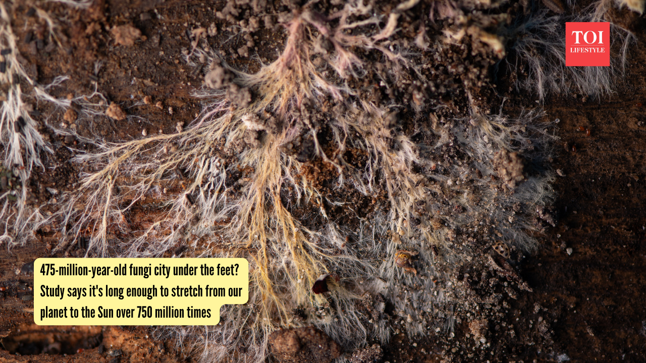 475-million-year-old fungi city under the feet Study says it's long enough to stretch from our planet to the Sun over 750 million times