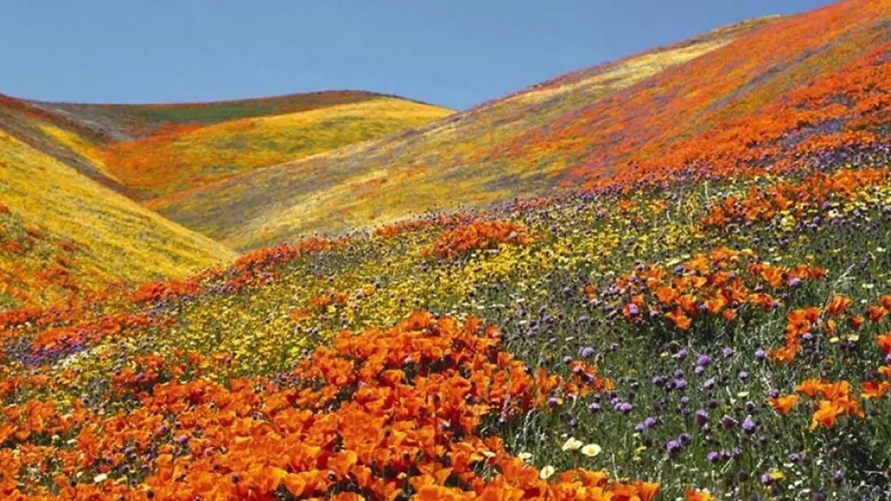 11. Yumthang Valley