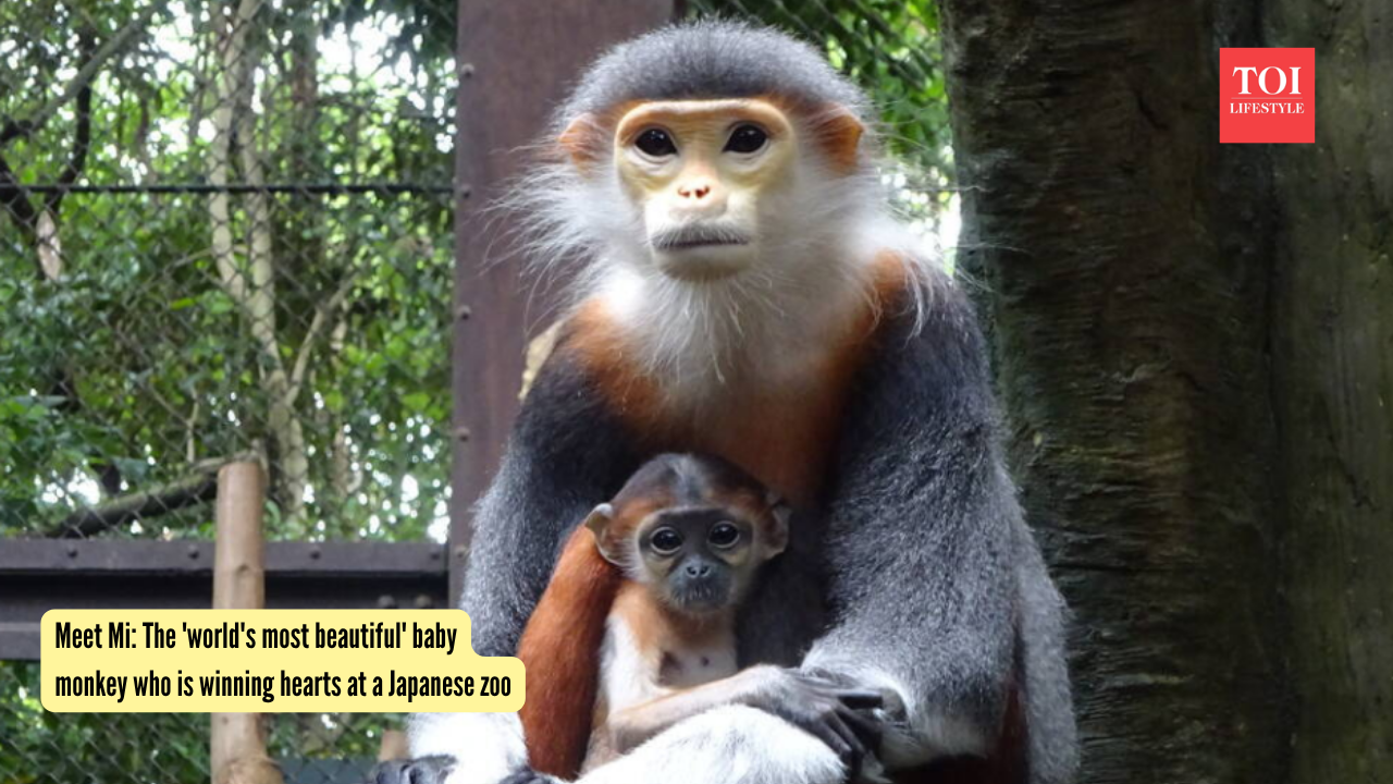 Meet Mi The 'world's most beautiful' baby monkey who is winning hearts at a Japanese zoo