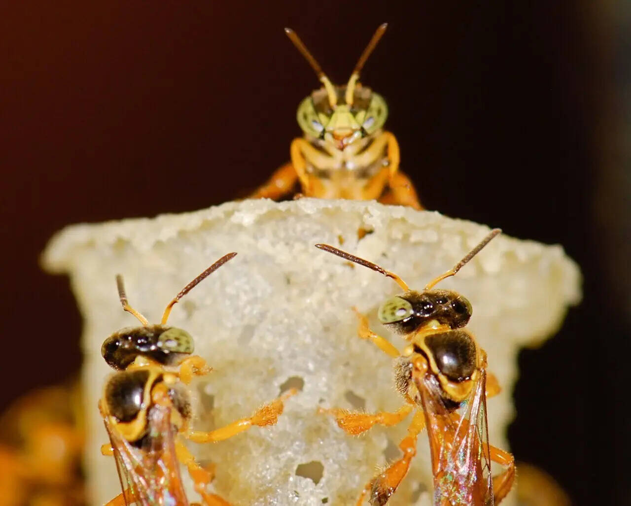 Tetragonisca_stingless_bees_(2532997274)