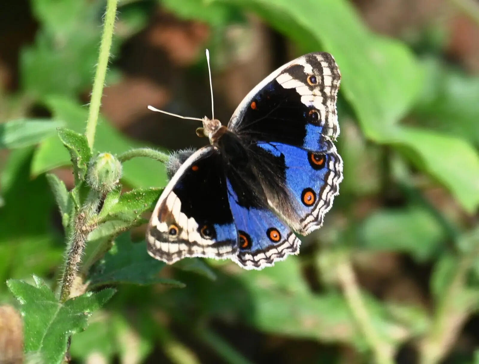 aff8de30-8a36-4eb8-83b3-42f6ac9714a1_15.06.2026_BGP_PHOTO-5-BAU_Initiative_To_Save_Butterflies_From_Getting_Extinct_Developing_Butterfly_Park_and_Sanctuary_For_Conserving_Butterflies_Varieties_Necessary_For_Plants_Fruiting.docx.jpg