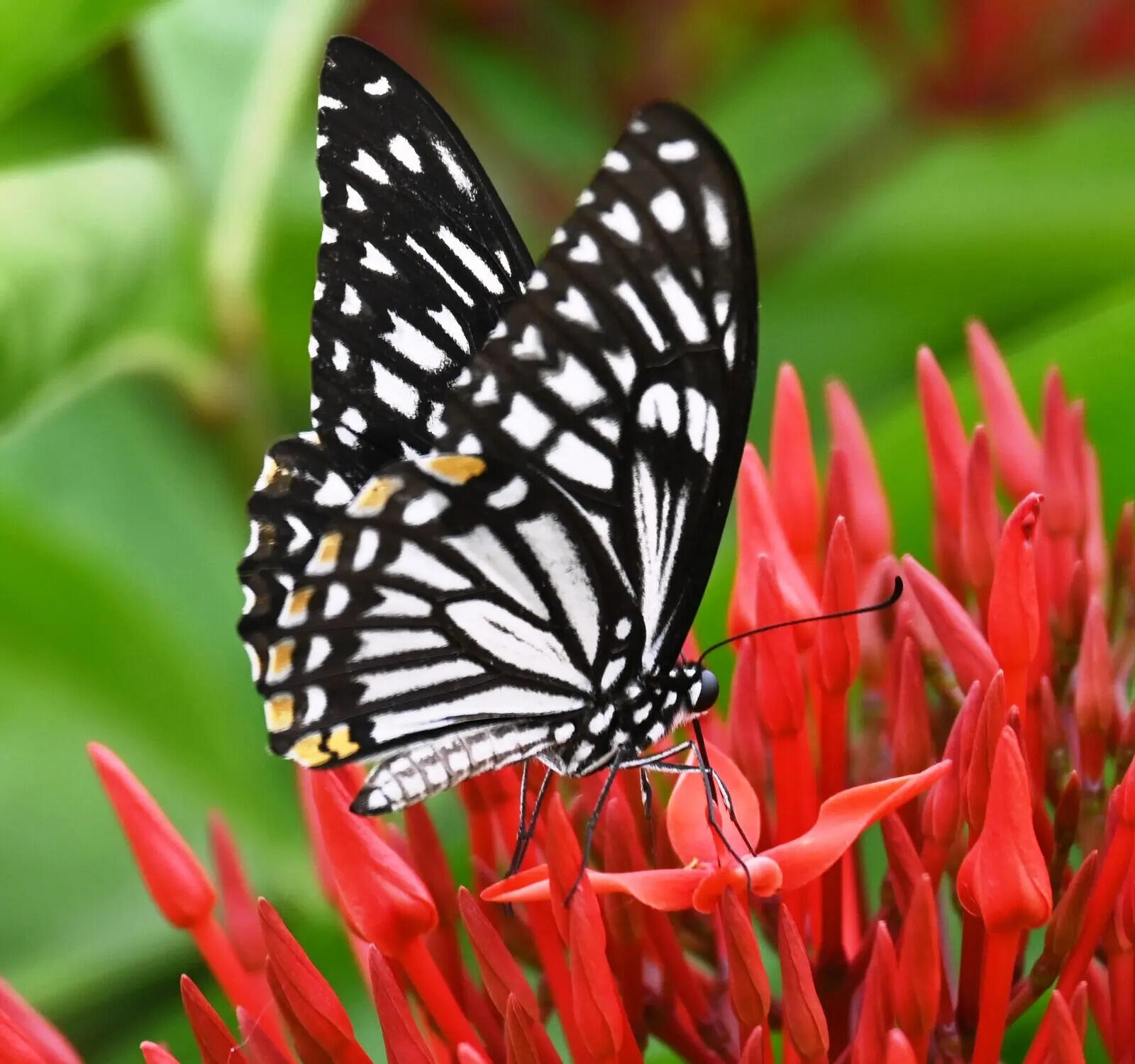 667e6643-f3ad-4252-94b4-9b251b77cea2_15.06.2026_BGP_PHOTO-3-BAU_Initiative_To_Save_Butterflies_From_Getting_Extinct_Developing_Butterfly_Park_and_Sanctuary_For_Conserving_Butterflies_Varieties_Necessary_For_Plants_Fruiting.docx.jpg