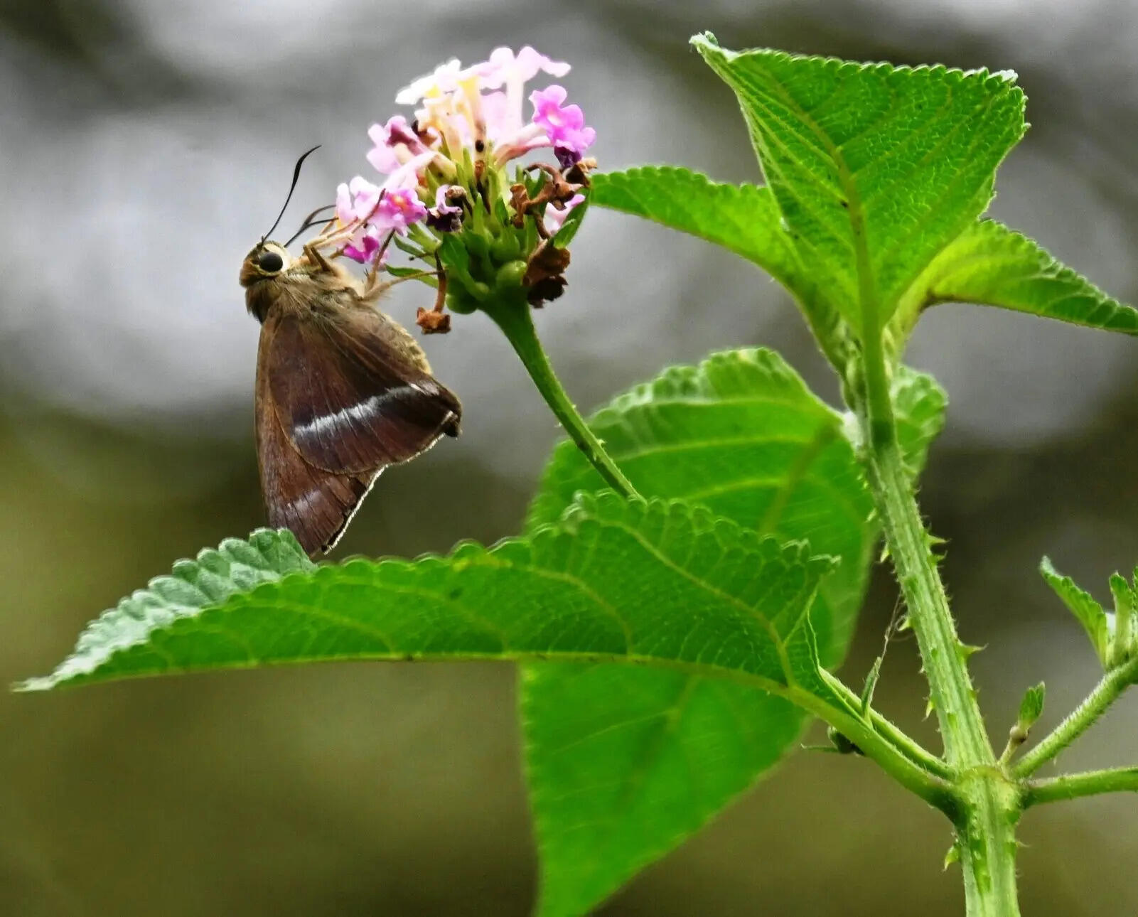 f48dda56-01c1-46a4-a0d7-5e2a4f116c88_15.06.2026_BGP_PHOTO-1-BAU_Initiative_To_Save_Butterflies_From_Getting_Extinct_Developing_Butterfly_Park_and_Sanctuary_For_Conserving_Butterflies_Varieties_Necessary_For_Plants_Fruiting.docx.jpg