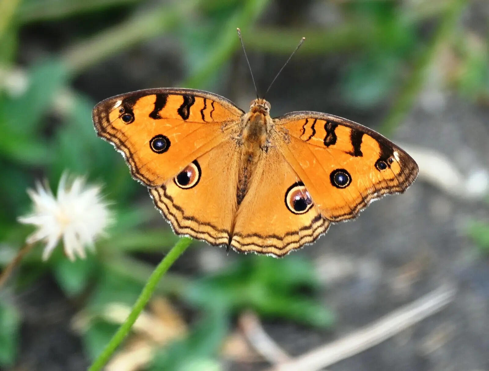 4b1a48e3-14fc-4b46-b541-80efa8a1f4b6_15.06.2026_BGP_PHOTO-4-BAU_Initiative_To_Save_Butterflies_From_Getting_Extinct_Developing_Butterfly_Park_and_Sanctuary_For_Conserving_Butterflies_Varieties_Necessary_For_Plants_Fruiting.docx.jpg